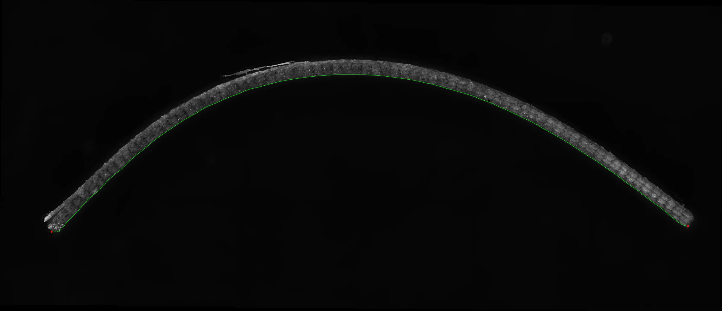 Second stitched tile scan of a conditioned specimen with a stronger arc, a thin green fitted outline along its edge