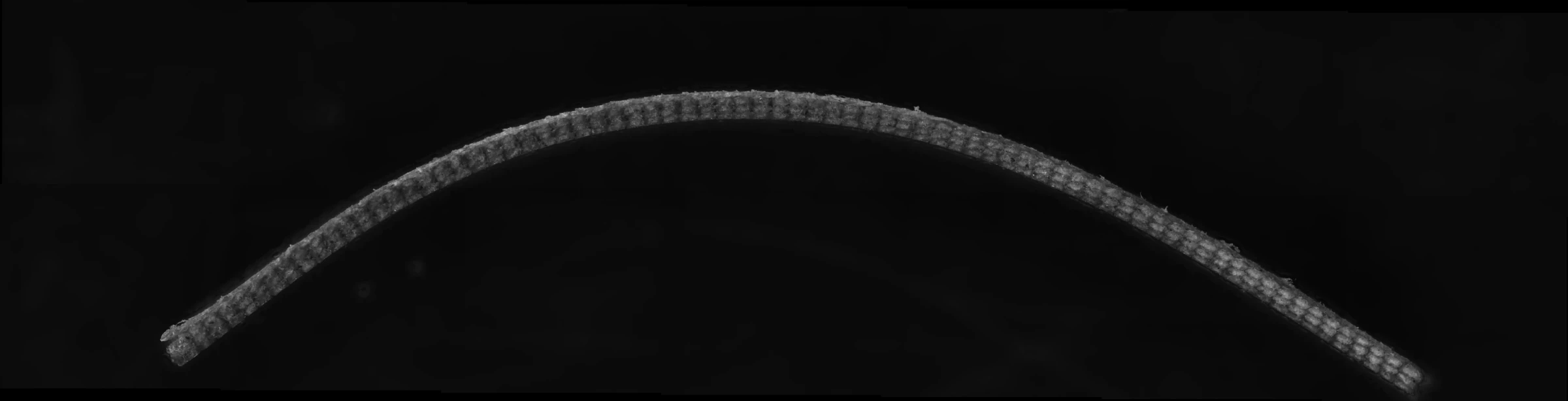 Stitched microscope tile scan of a curved flax/PLA hygromorph strip, a pale woven arc against black
